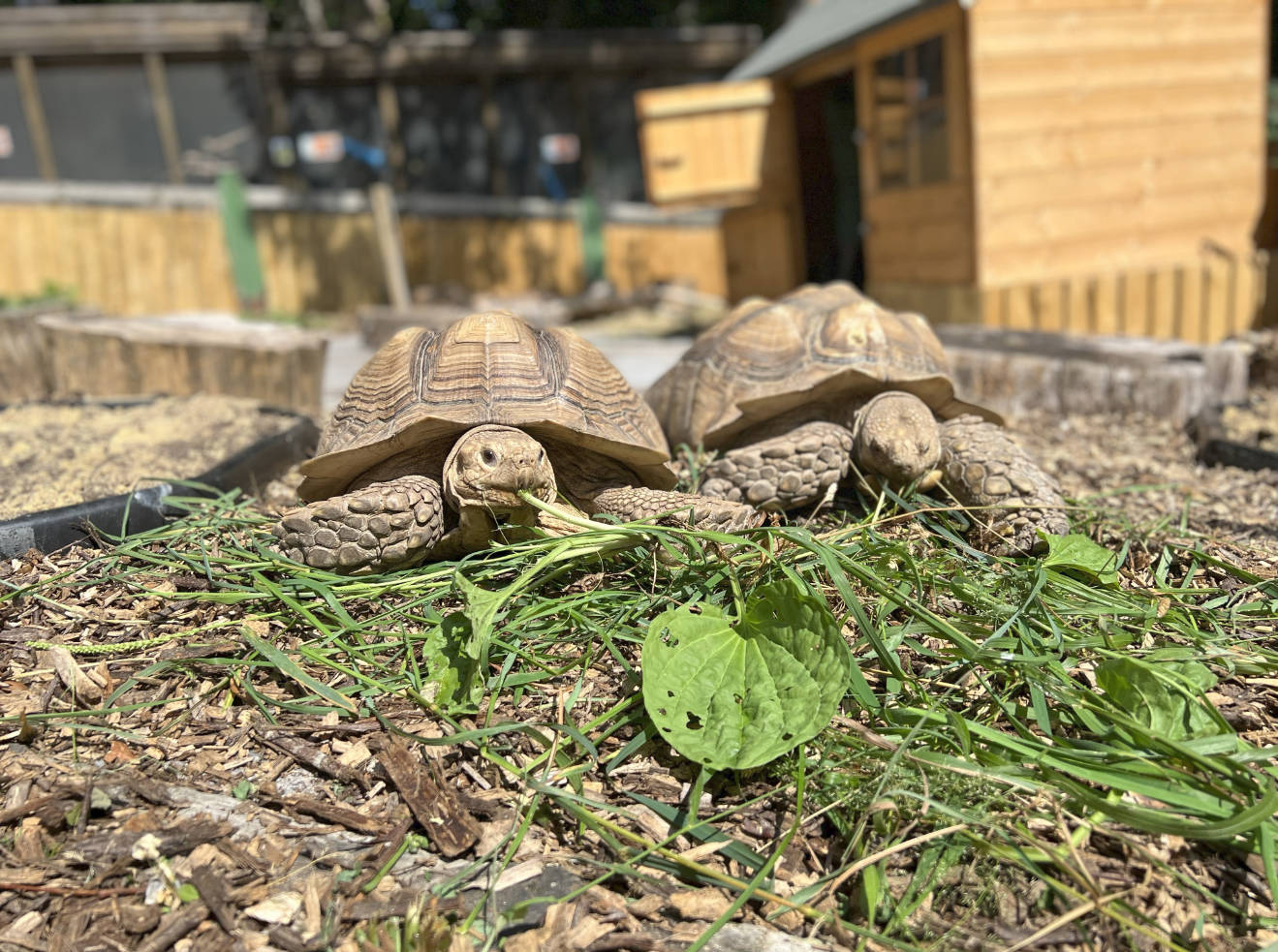 pair of tortoises