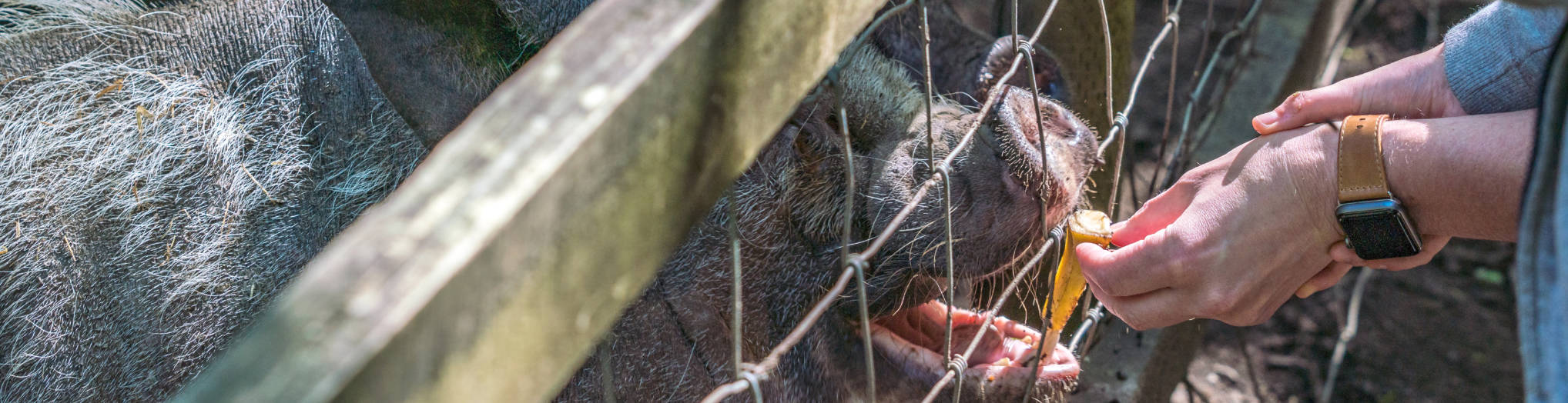 feeding pigs