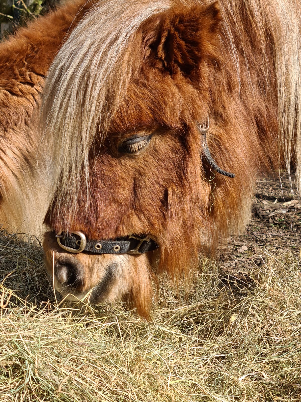 Pony eating hay