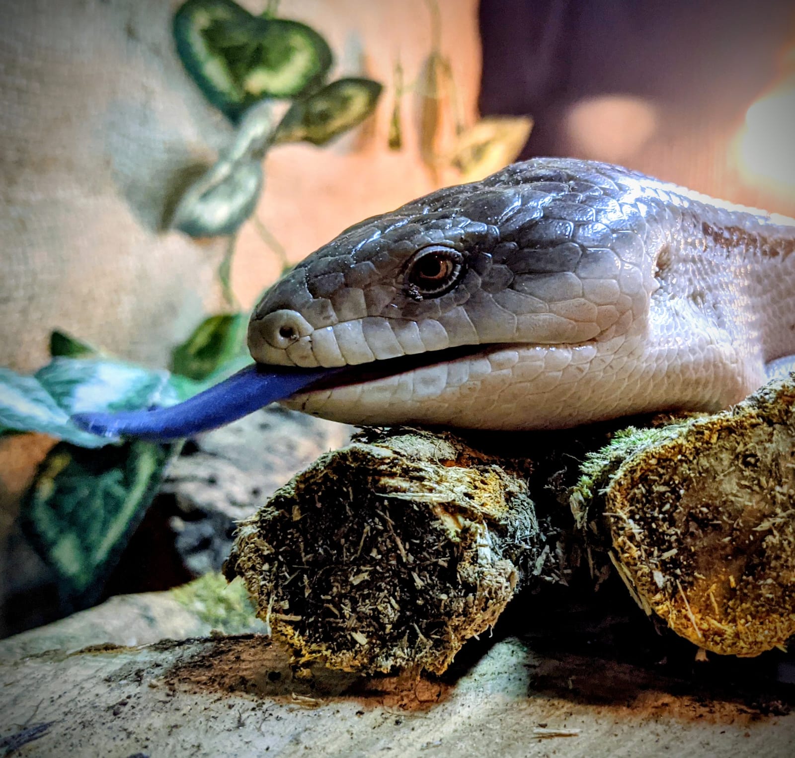 blue tongued reptile