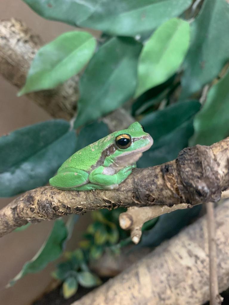 tree frog