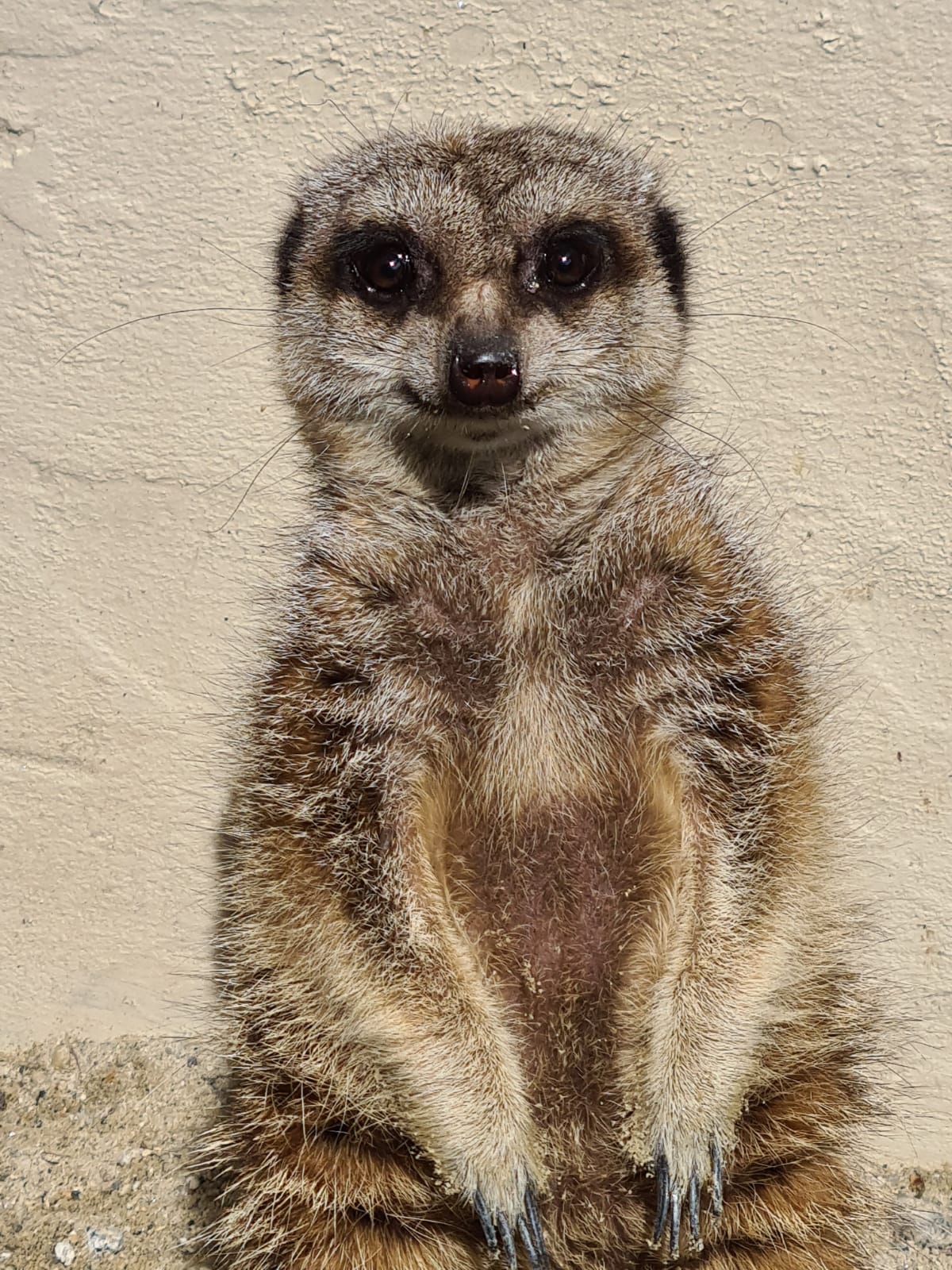 Happy looking meerkat