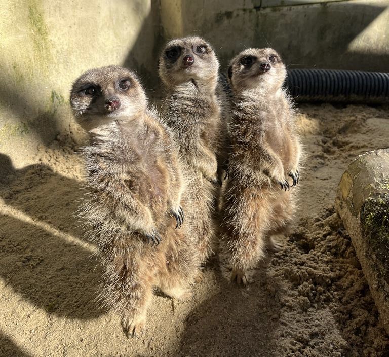 3 meerkats watching