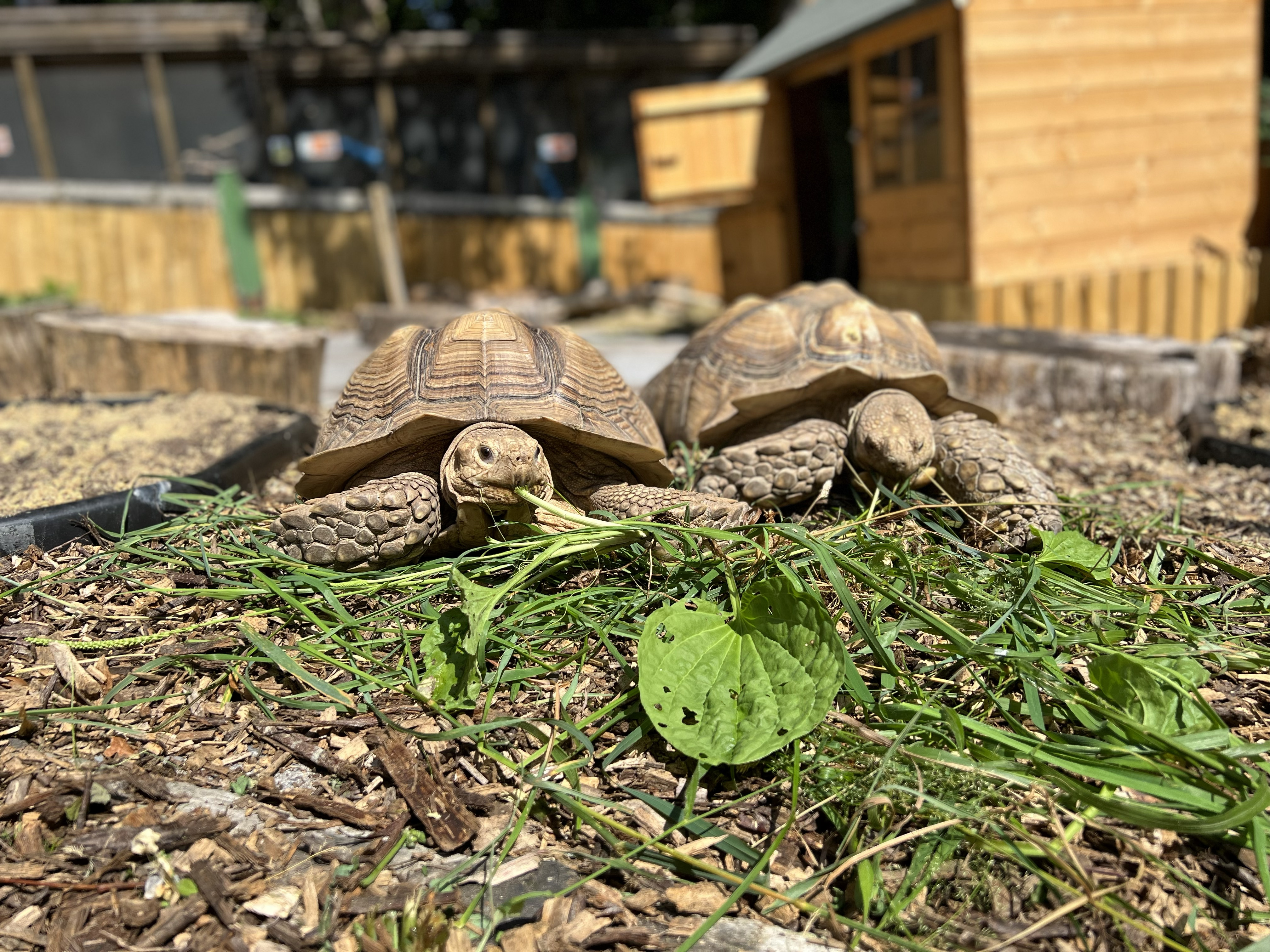 Two tortoises eating greens