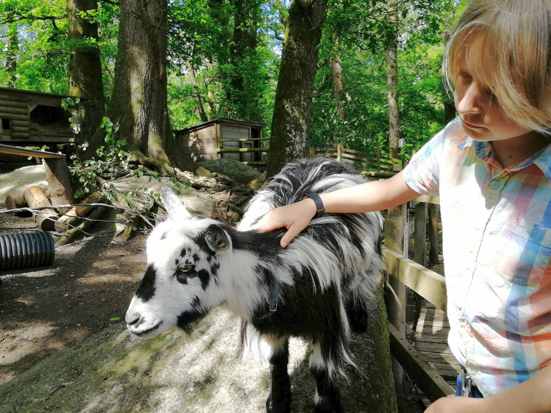 boy stroking goat