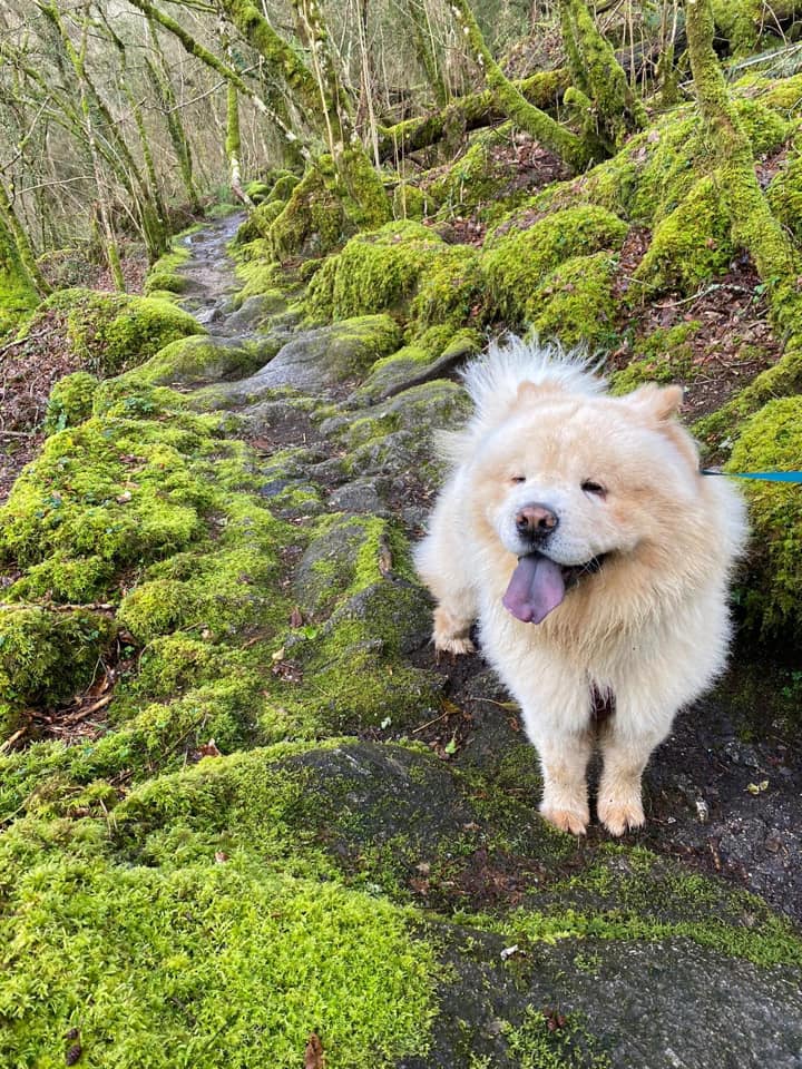 dog on woodland trail
