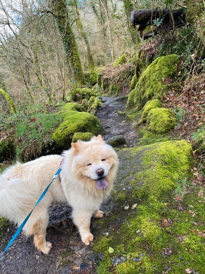 Chow chow dog enjoying woodland walk