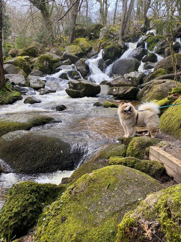 chow chow dog near waterfall