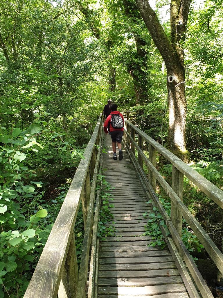 wooden bridge going through woods