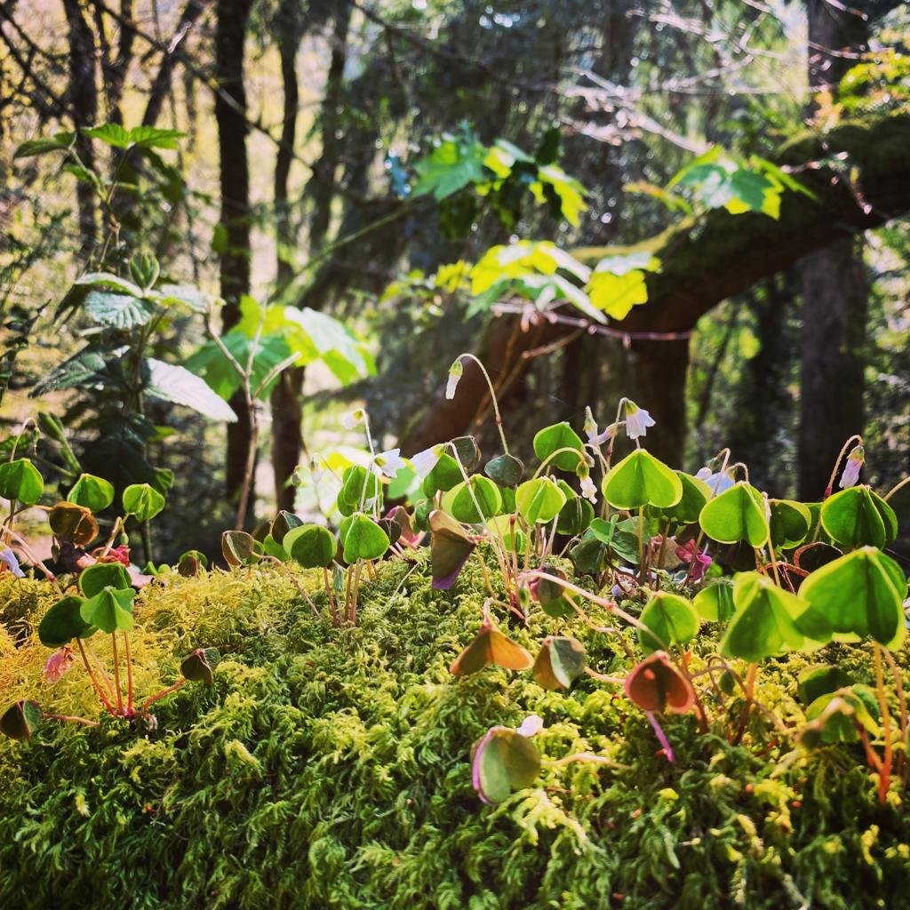 close up of woodland plants