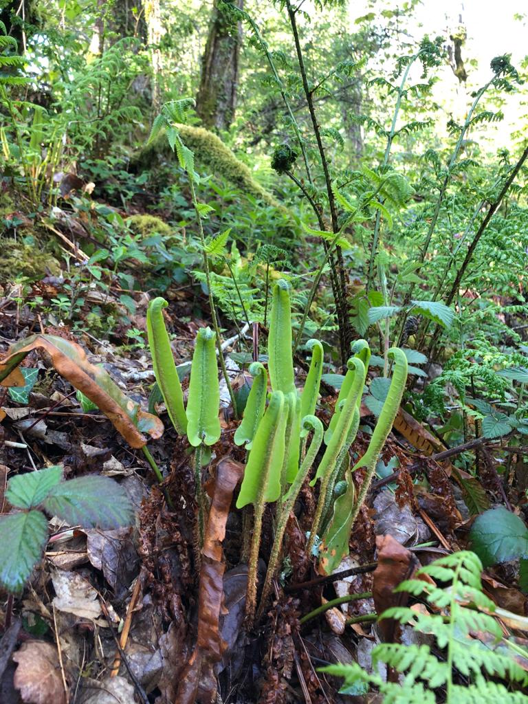woodland ferns