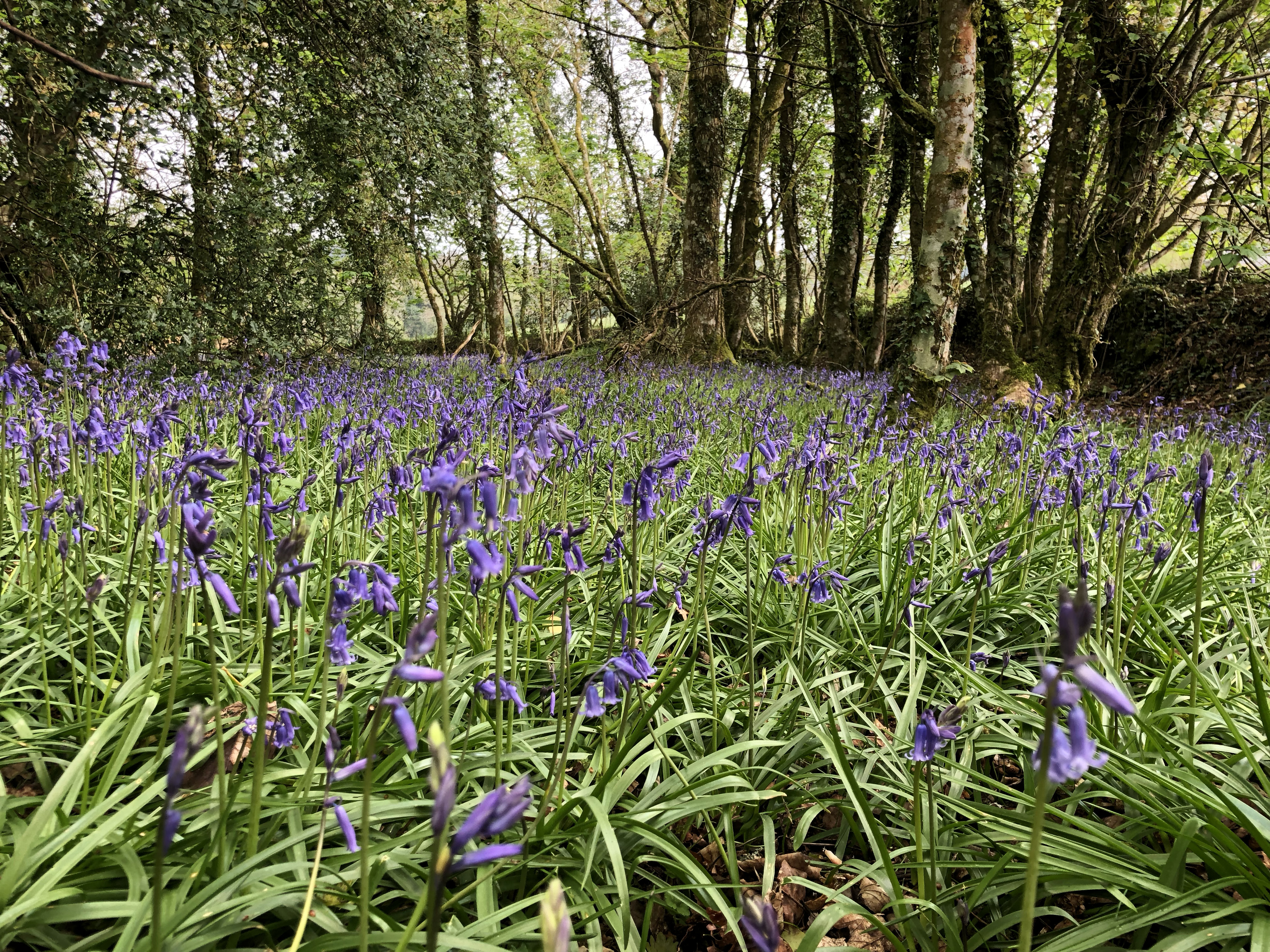 field of woodland bluebells